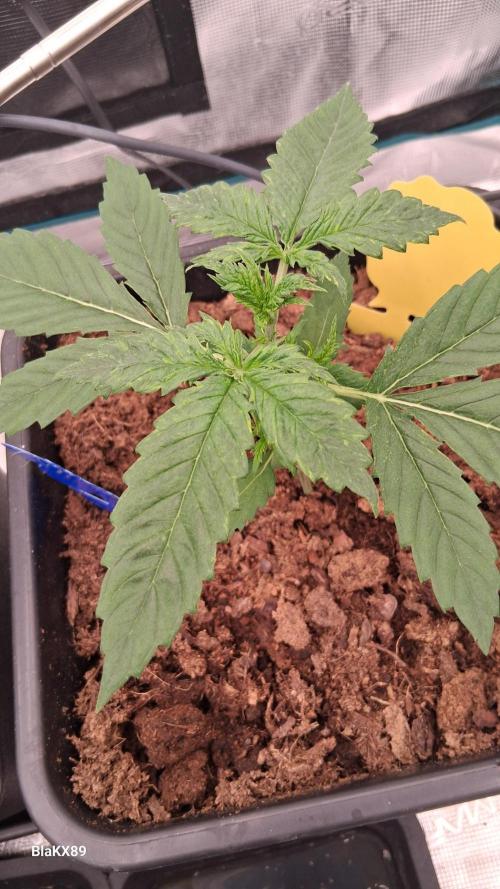 Auto | Dr. Zaius OG from V-Buds. Week 2