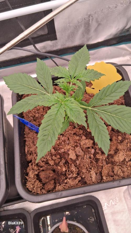 Auto | Dr. Zaius OG from V-Buds. Week 2