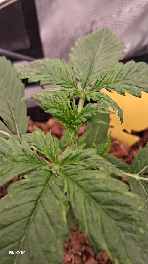 Auto | Dr. Zaius OG from V-Buds. Week 2
