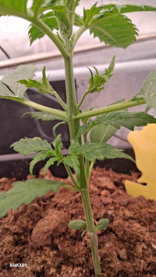 Auto | Dr. Zaius OG from V-Buds. Week 2