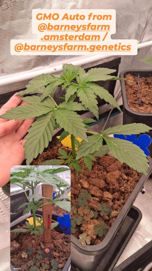 GMO Auto Barneys Farm. Week 2