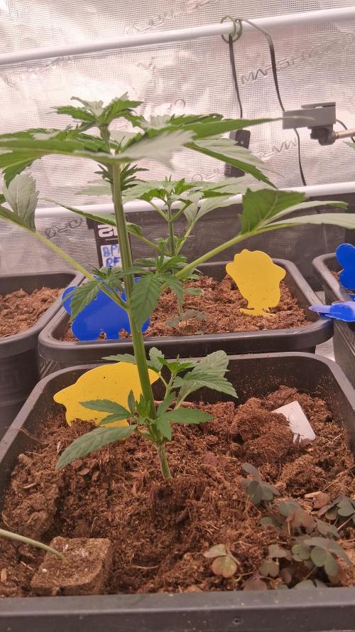 GMO Auto Barneys Farm. Week 2