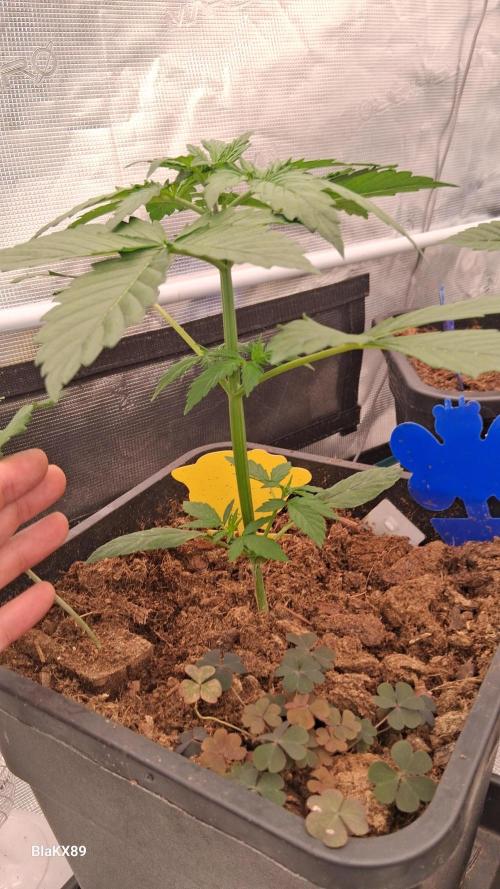 GMO Auto Barneys Farm. Week 2