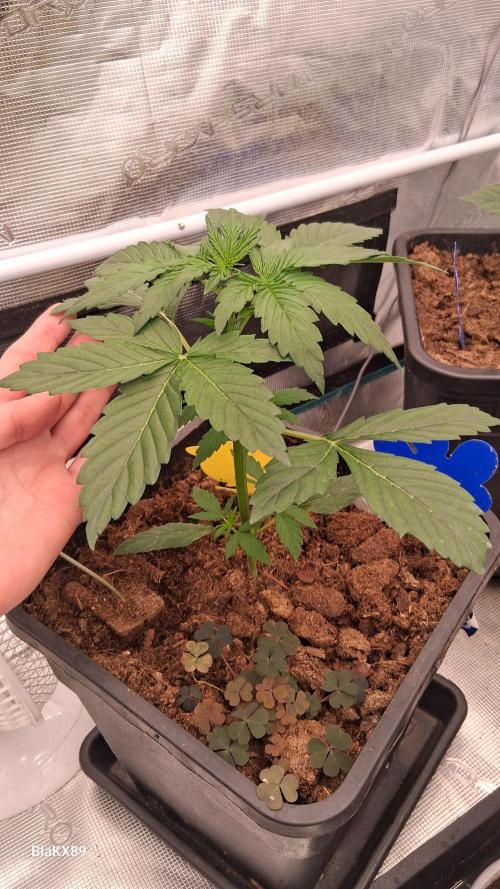 GMO Auto Barneys Farm. Week 2