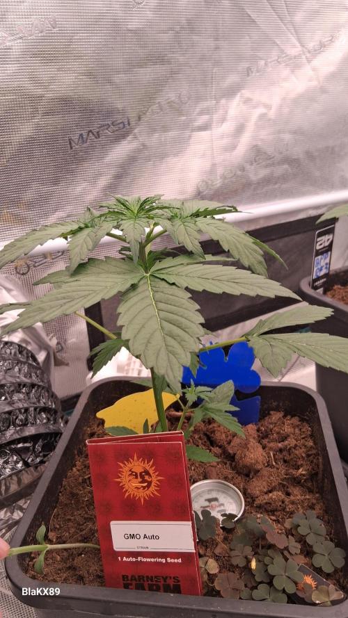 GMO Auto Barneys Farm. Week 2