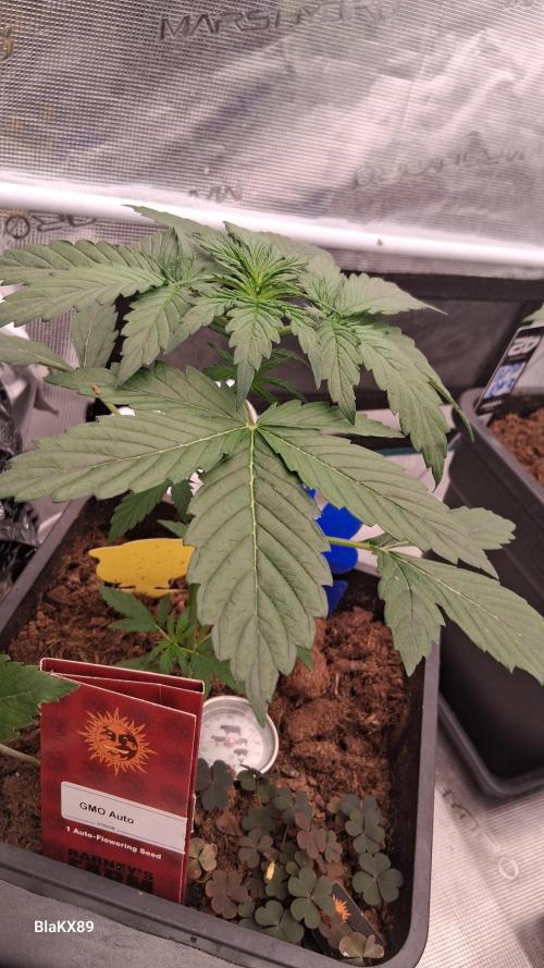 GMO Auto Barneys Farm. Week 2