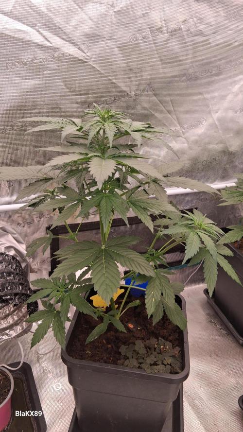 GMO Auto Barneys Farm. Week 3