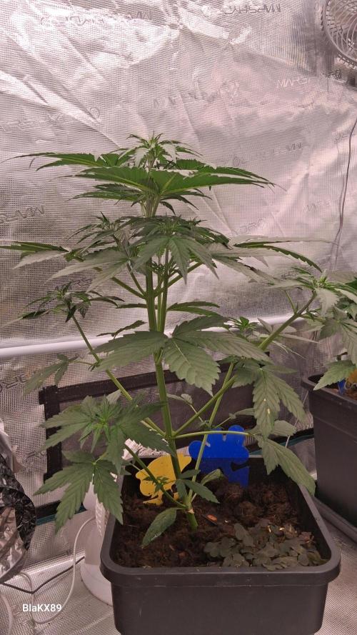 GMO Auto Barneys Farm. Week 3