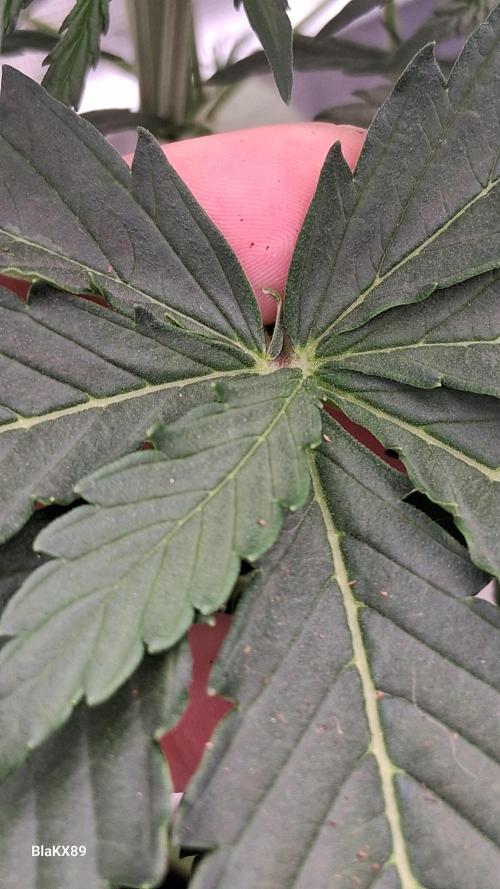 GMO Auto Barneys Farm. Week 3