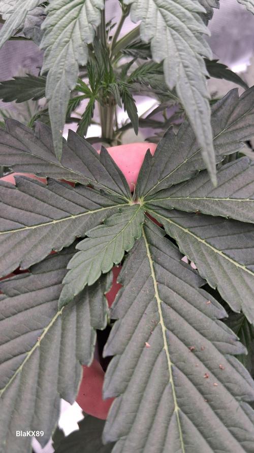 GMO Auto Barneys Farm. Week 3