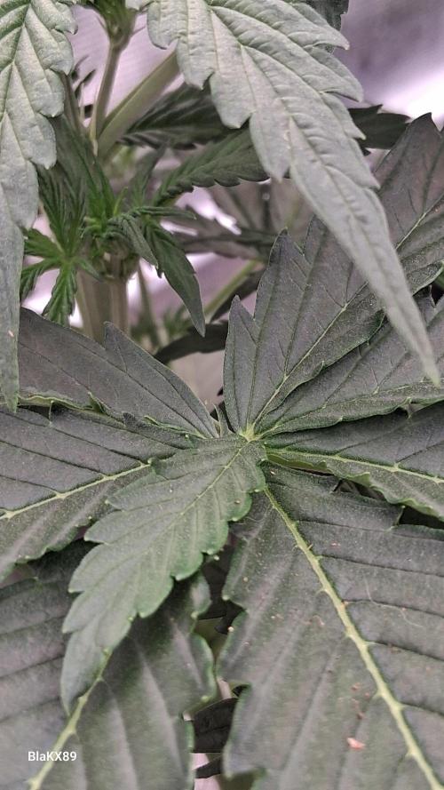 GMO Auto Barneys Farm. Week 3