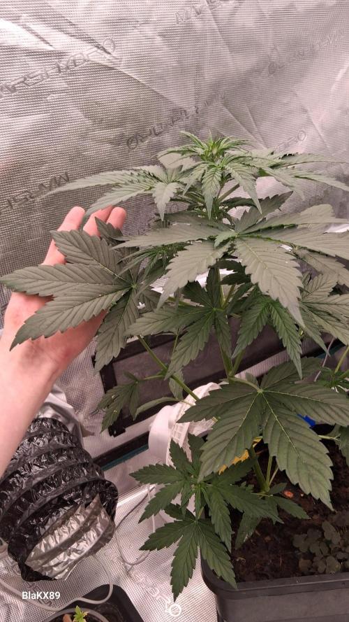 GMO Auto Barneys Farm. Week 3