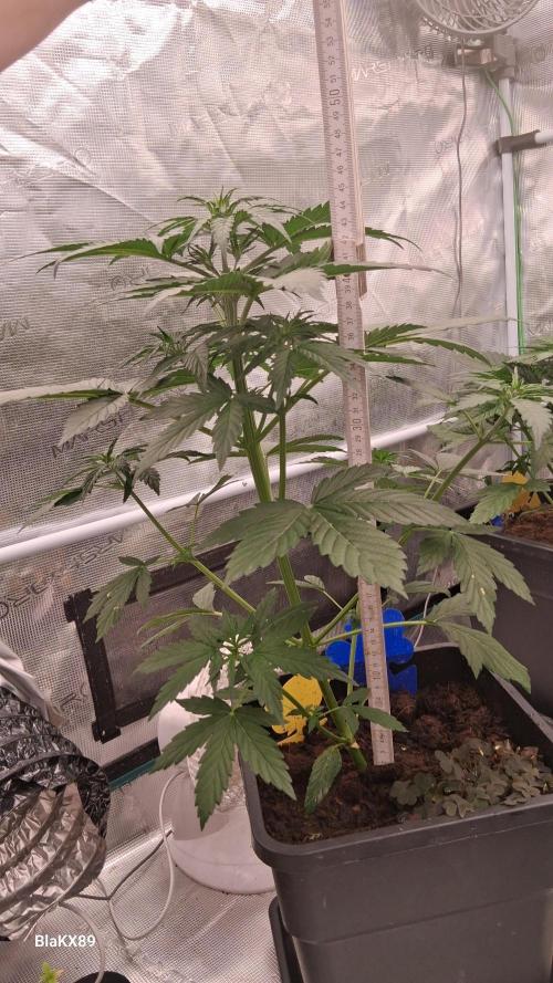 GMO Auto Barneys Farm. Week 3