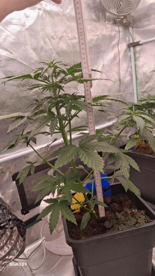 GMO Auto Barneys Farm. Week 3