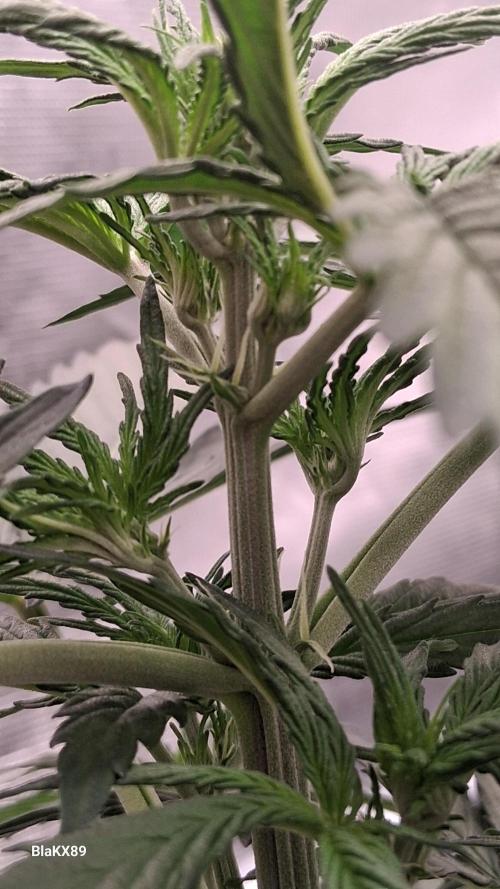 GMO Auto Barneys Farm. Week 3