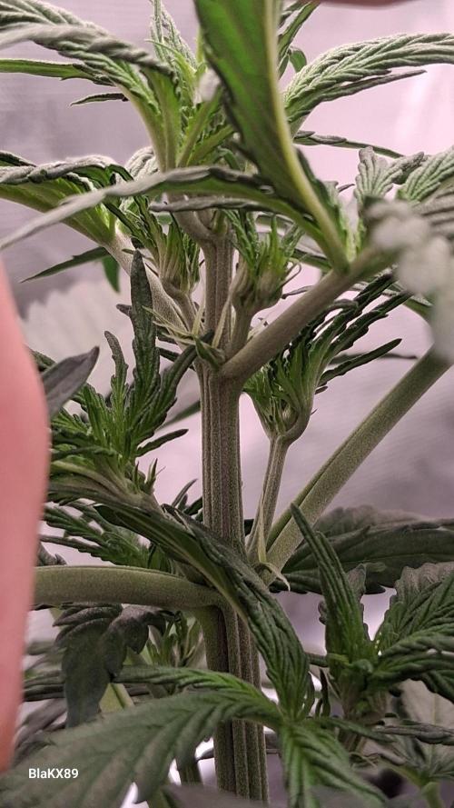 GMO Auto Barneys Farm. Week 3