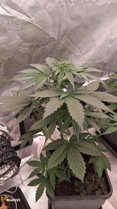 GMO Auto Barneys Farm. Week 3