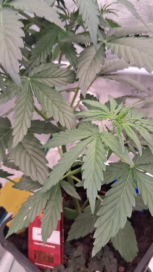 GMO Auto Barneys Farm
