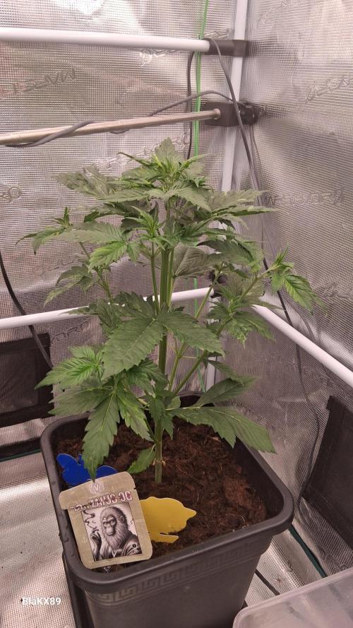 Auto | Dr. Zaius OG from V-Buds. Week 3