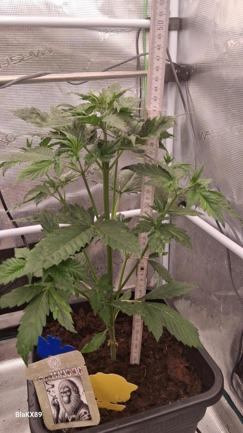 Auto | Dr. Zaius OG from V-Buds. Week 3