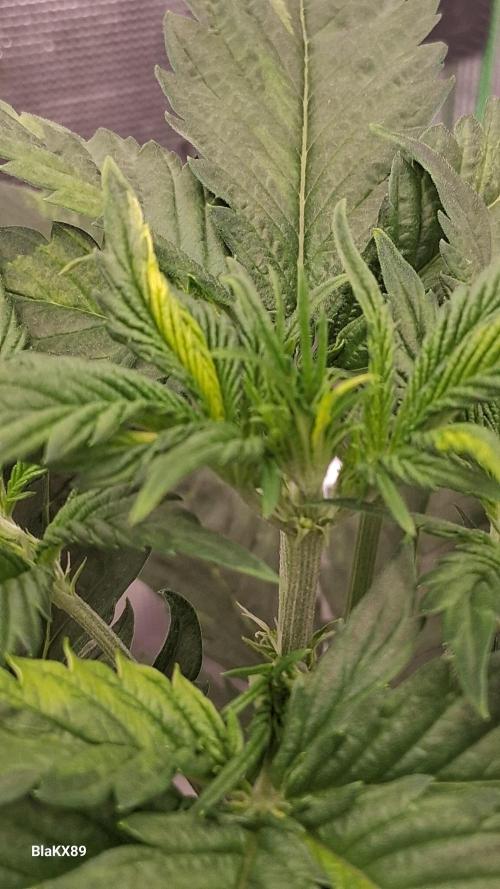 Auto | Dr. Zaius OG from V-Buds. Week 3
