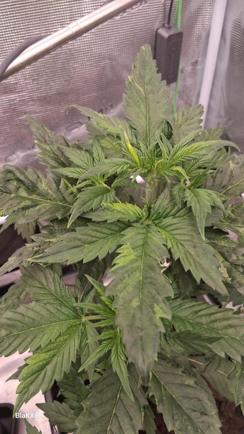 Auto | Dr. Zaius OG from V-Buds. Week 3