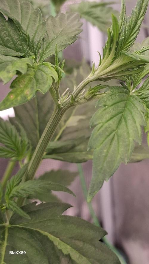 Auto | Dr. Zaius OG from V-Buds. Week 3