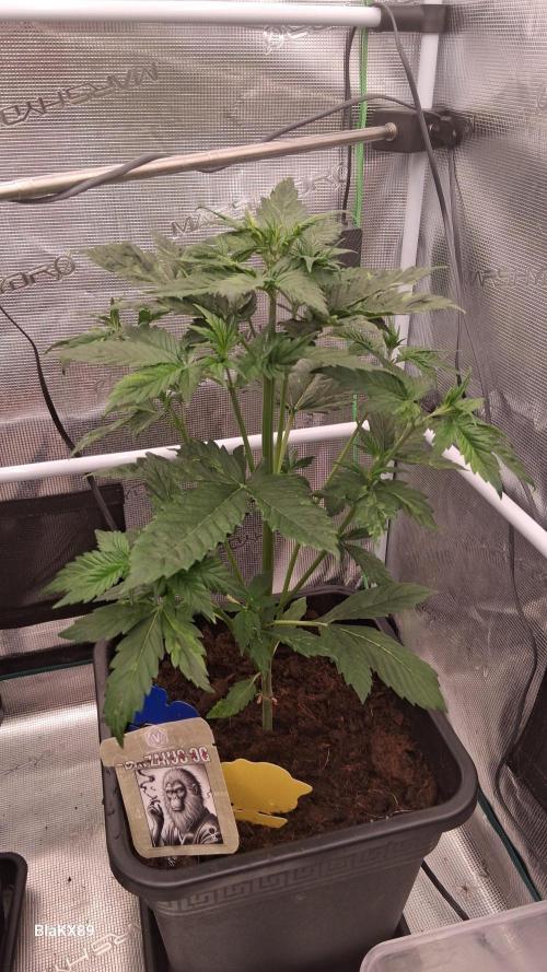 Auto | Dr. Zaius OG from V-Buds. Week 3