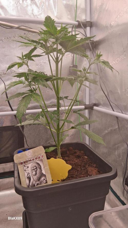 Auto | Dr. Zaius OG from V-Buds. Week 3