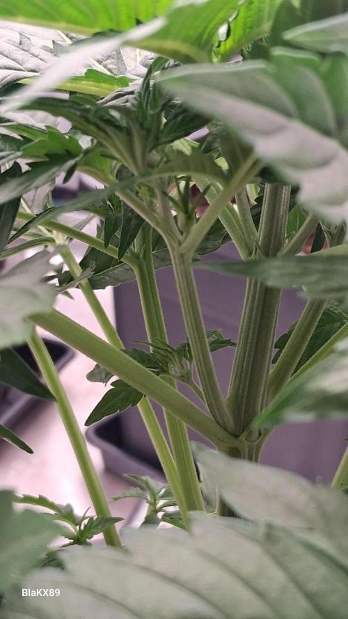 Super Strains Do-Si-Dos Auto & Hy-Pro. Week 3