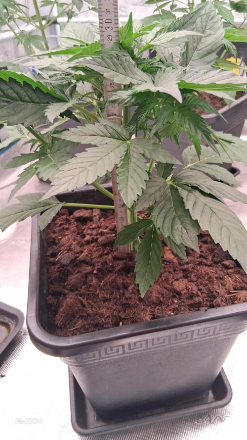 Super Strains Do-Si-Dos Auto & Hy-Pro. Week 3