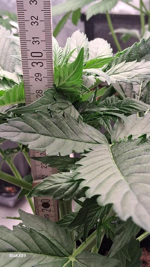 Super Strains Do-Si-Dos Auto & Hy-Pro. Week 3