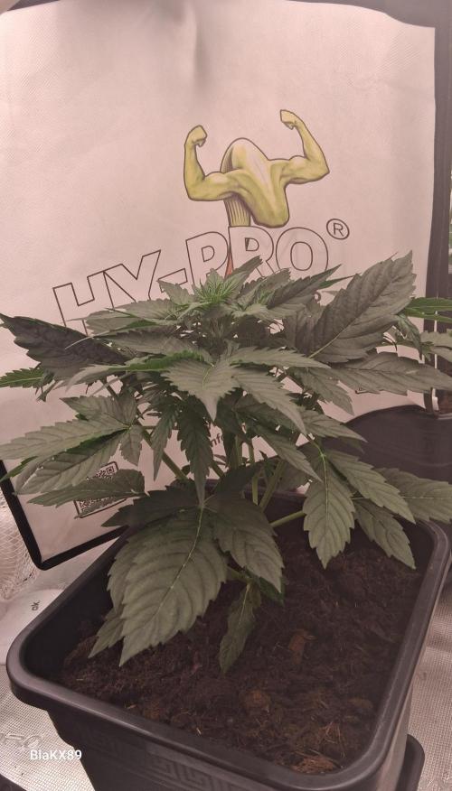 Super Strains Do-Si-Dos Auto & Hy-Pro. Week 3