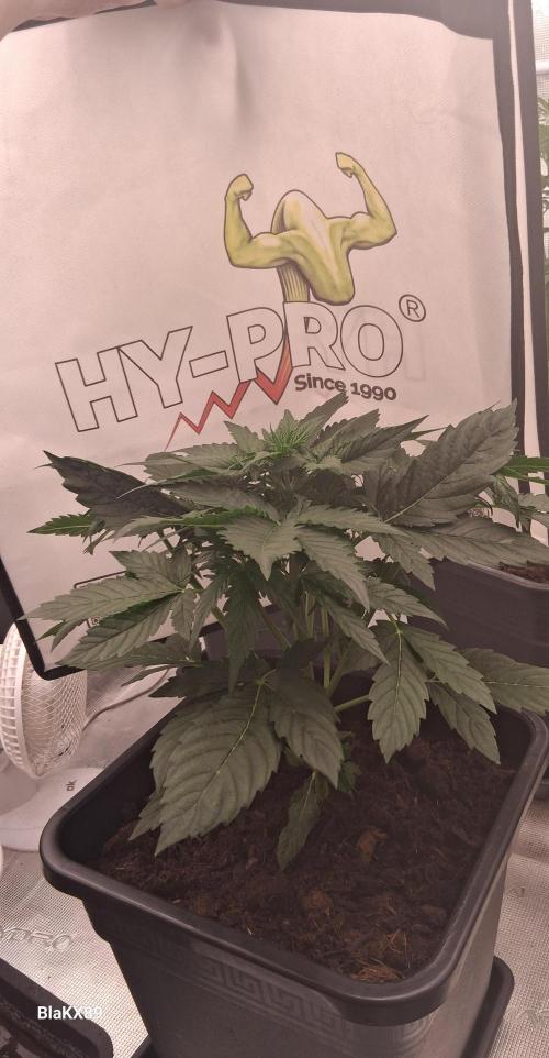 Super Strains Do-Si-Dos Auto & Hy-Pro. Week 3