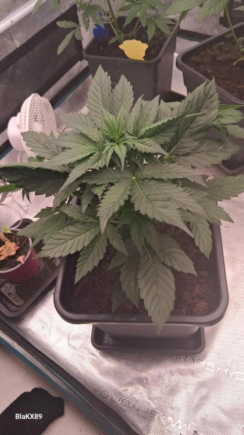 Super Strains Do-Si-Dos Auto & Hy-Pro. Week 3
