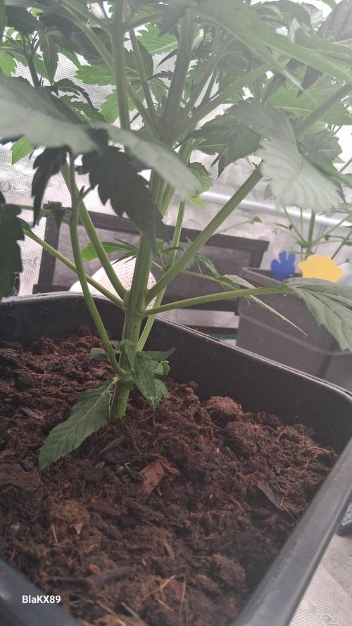 Super Strains Do-Si-Dos Auto & Hy-Pro. Week 3