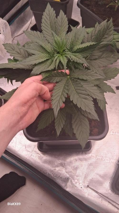 Super Strains Do-Si-Dos Auto & Hy-Pro. Week 3