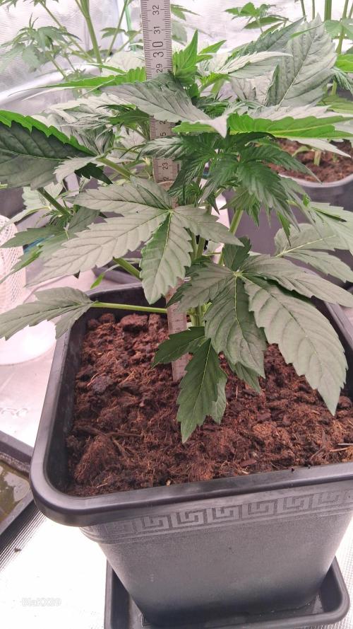 Super Strains Do-Si-Dos Auto & Hy-Pro. Week 3
