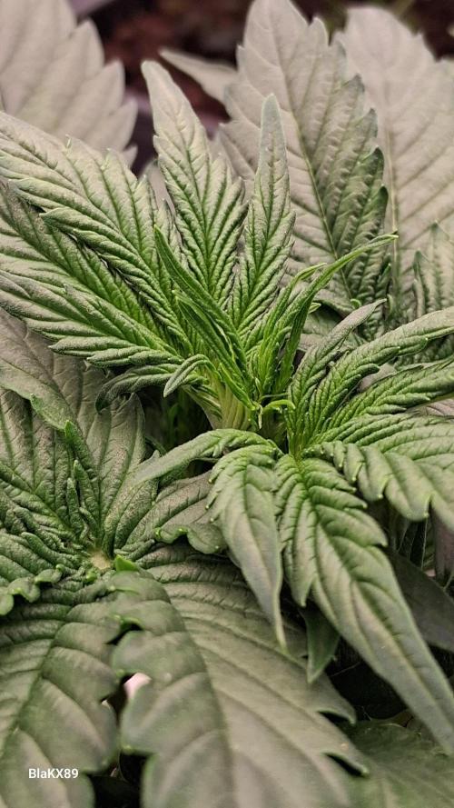 Super Strains Do-Si-Dos Auto & Hy-Pro. Week 3