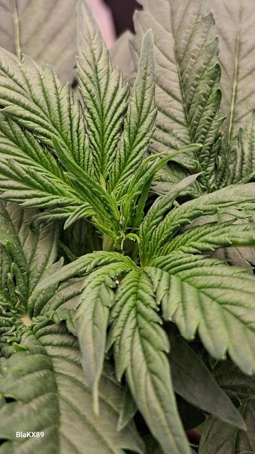 Super Strains Do-Si-Dos Auto & Hy-Pro. Week 3