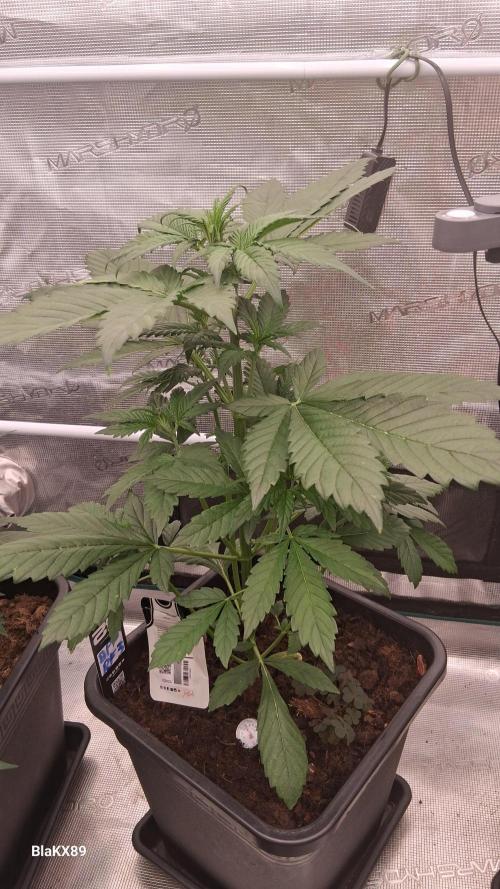 Banana Purple Punch Auto RF3 Fastbuds. Week 3