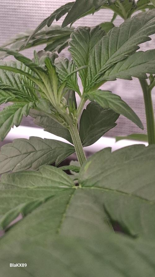 Banana Purple Punch Auto RF3 Fastbuds. Week 3