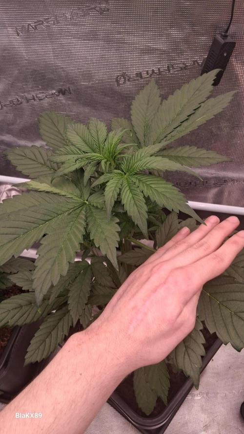Banana Purple Punch Auto RF3 Fastbuds. Week 3