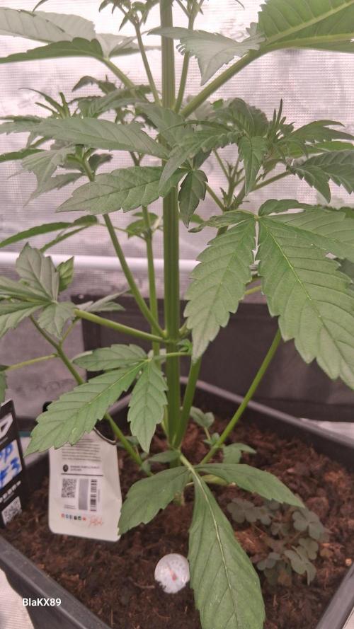 Banana Purple Punch Auto RF3 Fastbuds. Week 3