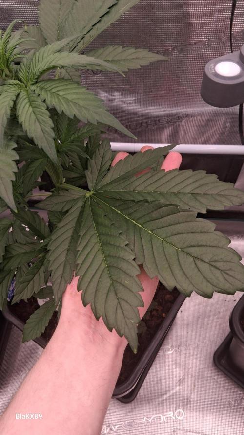 Banana Purple Punch Auto RF3 Fastbuds. Week 3