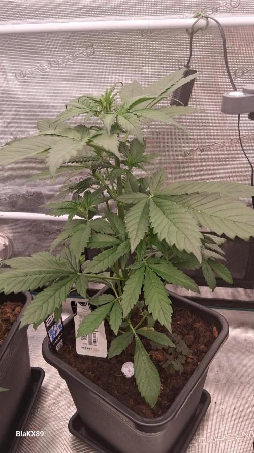 Banana Purple Punch Auto RF3 Fastbuds. Week 3