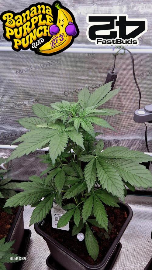 Banana Purple Punch Auto RF3 Fastbuds. Week 3