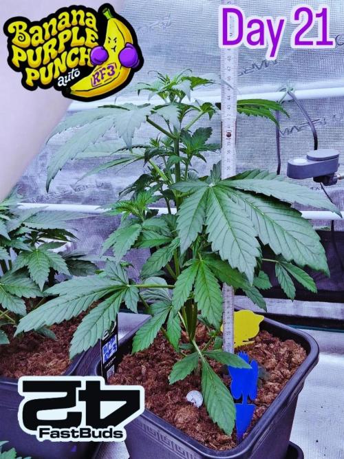 Banana Purple Punch Auto RF3 Fastbuds. Week 3