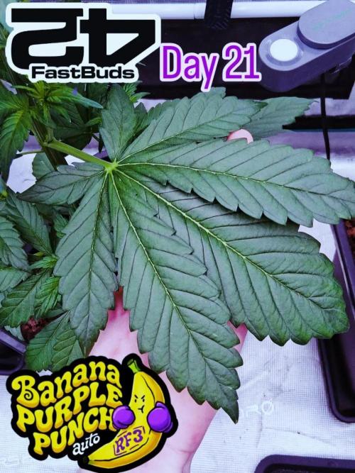 Banana Purple Punch Auto RF3 Fastbuds. Week 3