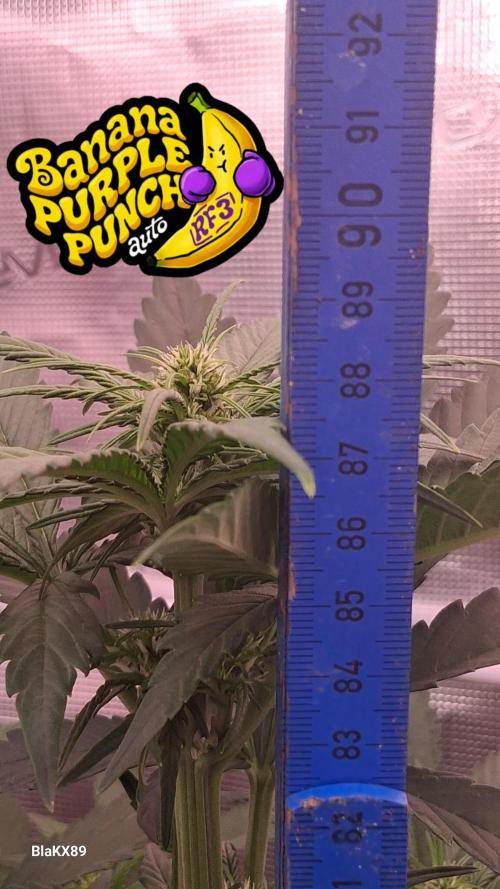 Banana Purple Punch Auto RF3 Fastbuds. Week 4